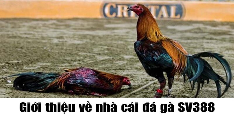 Đa dạng hình thức cược gà tại nền tảng trực tuyến này Đa dạng hình thức cược gà tại nền tảng trực tuyến này