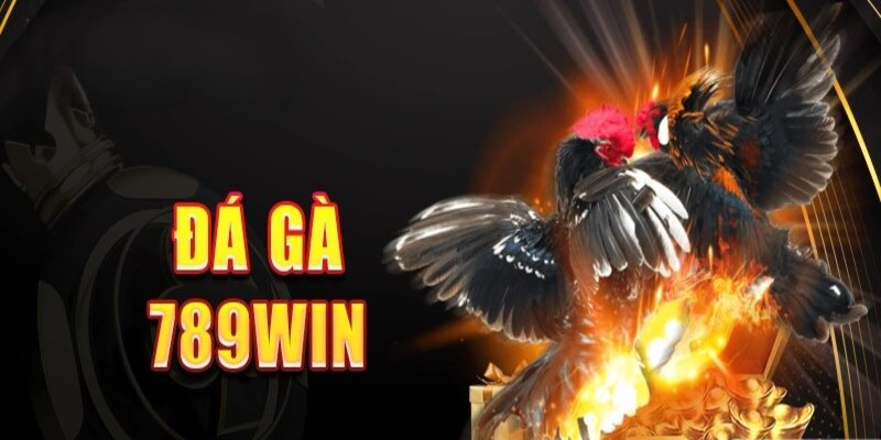 Tìm hiểu thêm về đá gà trực tiếp tại 789win hấp dẫn người chơi Tìm hiểu thêm về đá gà trực tiếp tại 789win hấp dẫn người chơi