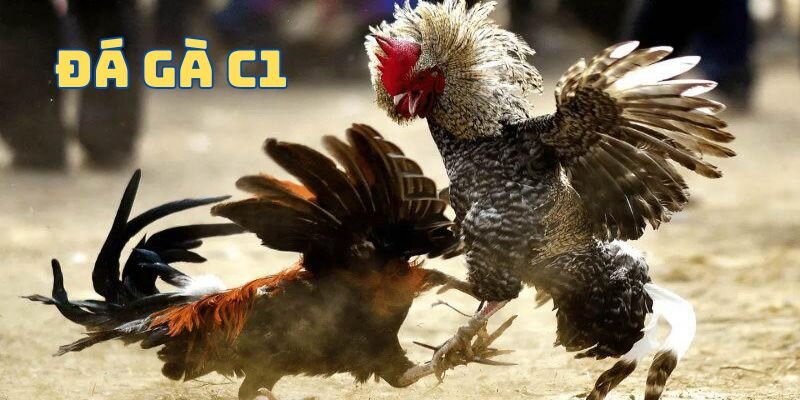 Tổng quan về đá gà c1 cho người mới bắt đầu tại 789win Tổng quan về đá gà c1 cho người mới bắt đầu tại 789win