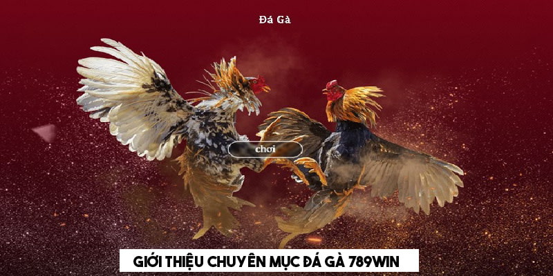 Đá gà 789WIN - chuyên mục cá cược sôi động, gay cấn Đá gà 789WIN - chuyên mục cá cược sôi động, gay cấn